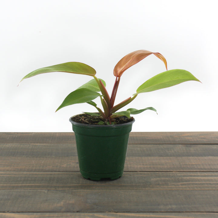 Al's Garden & Home 'Pink Princess' Blushing Philodendron (Philodendron erubescens), 2.5 Inch houseplant