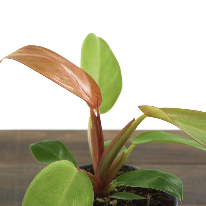 Al's Garden & Home 'Prince of Orange' Blushing Philodendron (Philodendron erubescens), 4 Inch houseplant