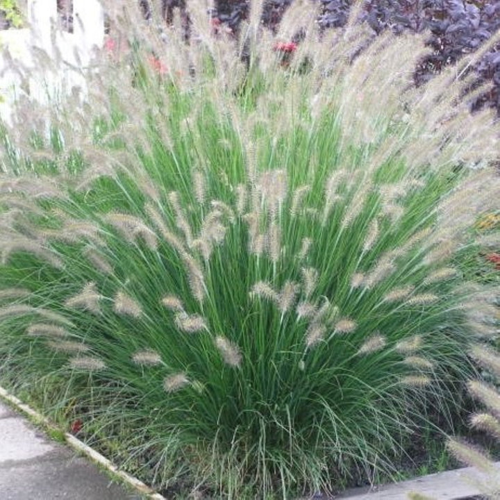 Fountain Grass