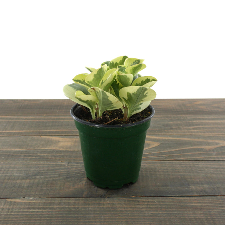 Al's Garden & Home 'Citrus Twist' Baby Rubber Plant (Peperomia obtipan), 4 Inch houseplant