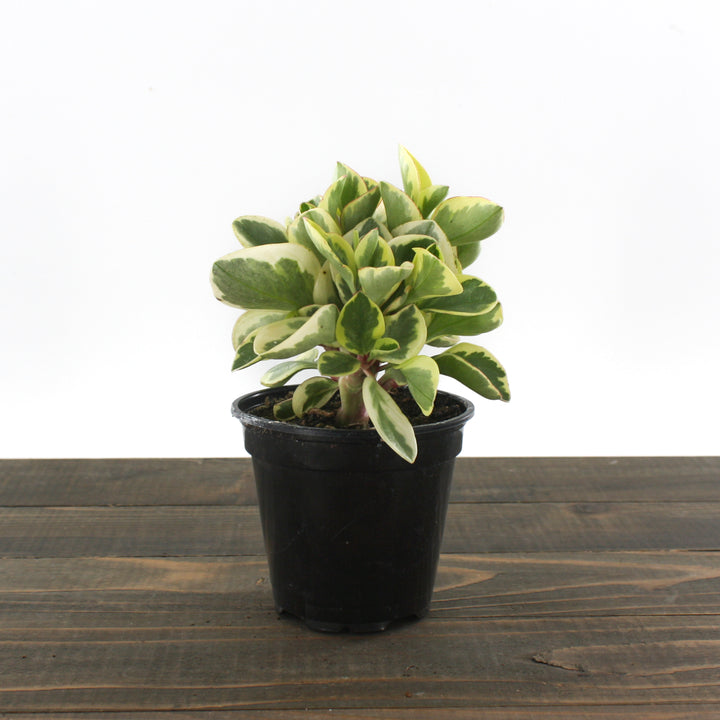 Al's Garden & Home 'Bicolor' Baby Rubber Plant (Peperomia obtipan), 4 Inch houseplant