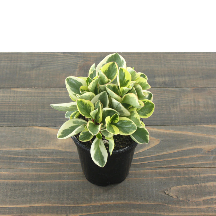Al's Garden & Home 'Bicolor' Baby Rubber Plant (Peperomia obtipan), 4 Inch houseplant