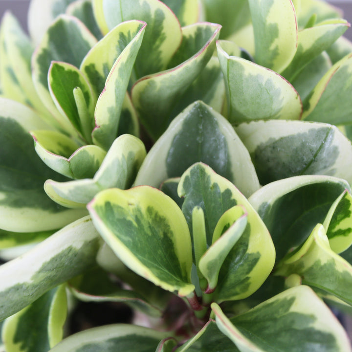 Al's Garden & Home 'Bicolor' Baby Rubber Plant (Peperomia obtipan), 4 Inch houseplant