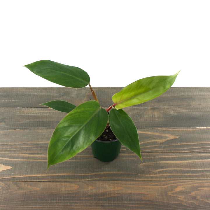 Al's Garden & Home 'Red Emerald' Blushing Philodendron (Philodendron erubescens), 4 Inch houseplant