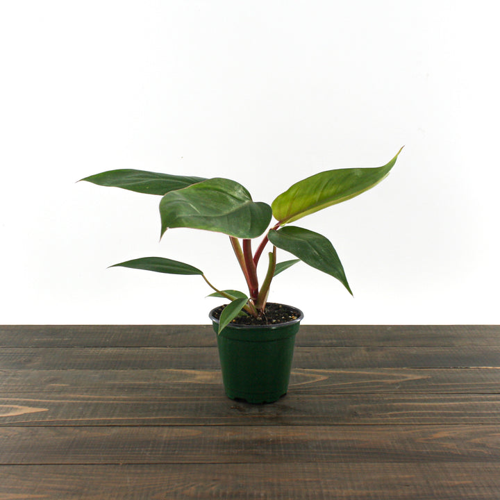 Al's Garden & Home 'Red Emerald' Blushing Philodendron (Philodendron erubescens), 4 Inch houseplant