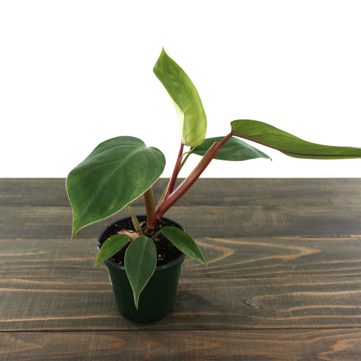 Al's Garden & Home 'Red Emerald' Blushing Philodendron (Philodendron erubescens), 4 Inch houseplant