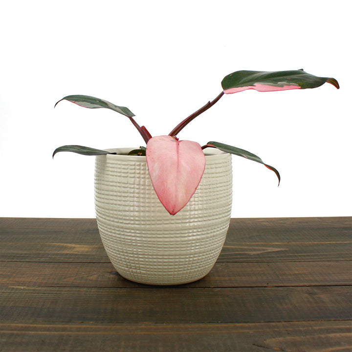 Al's Garden & Home 'Pink Princess' Blushing Philodendron (Philodendron erubescens), 2.5 Inch houseplant