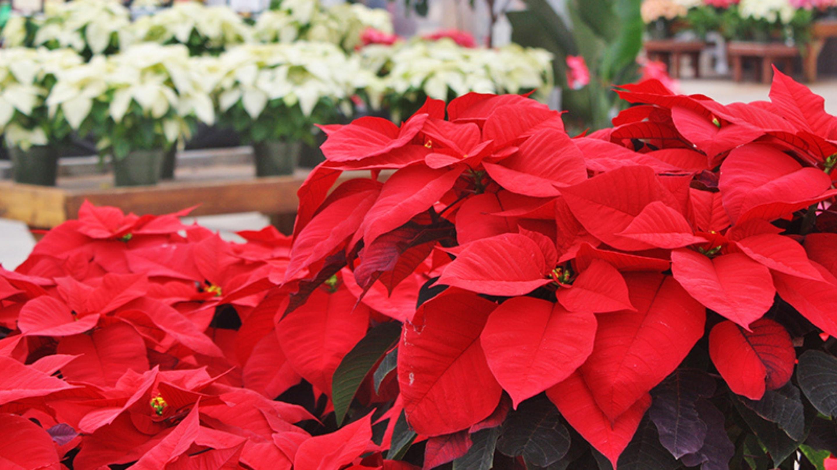 Grown By Al's Poinsettia Tour