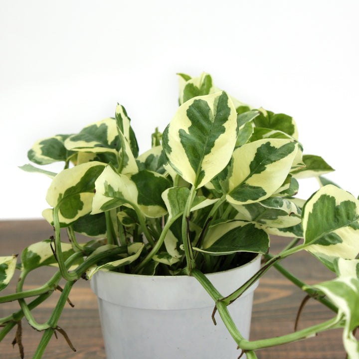 Al's Garden & Home 'N'Joy' Pothos (Epipremnum aureum), 4 Inch houseplant