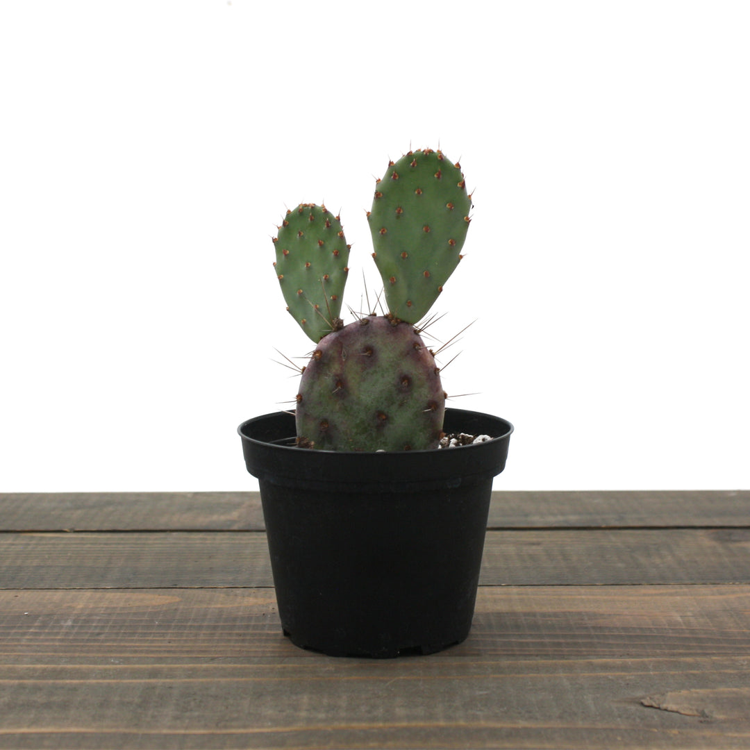 Prickly Pear Cactus - 'Dwarf Rita' Opuntia