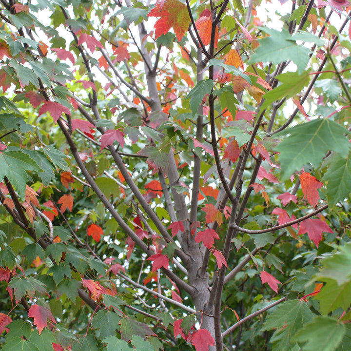 Al's Garden & Home 'Sun Valley' Red Maple (Acer rubrum), 15 Gallon tree