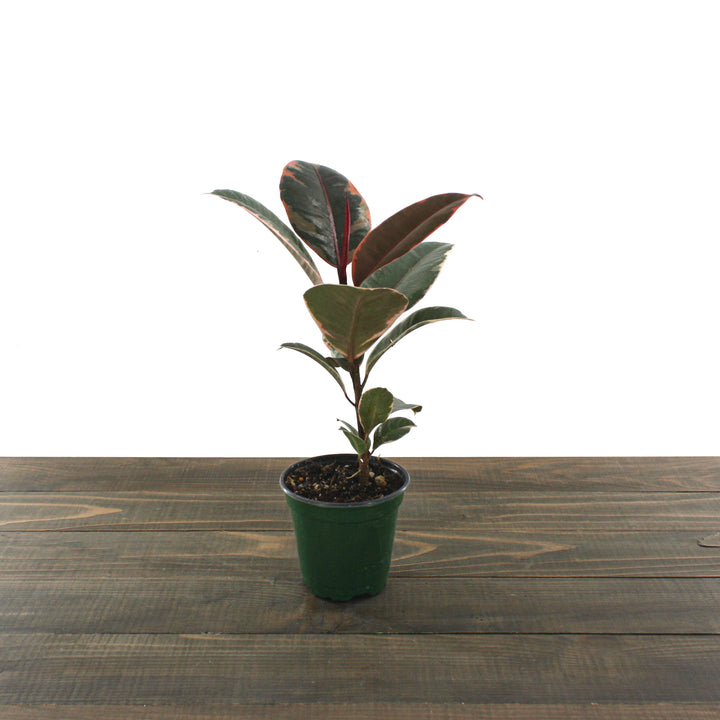 Al's Garden & Home 'Ruby' Rubber Plant (Ficus elastica), 4 Inch houseplant