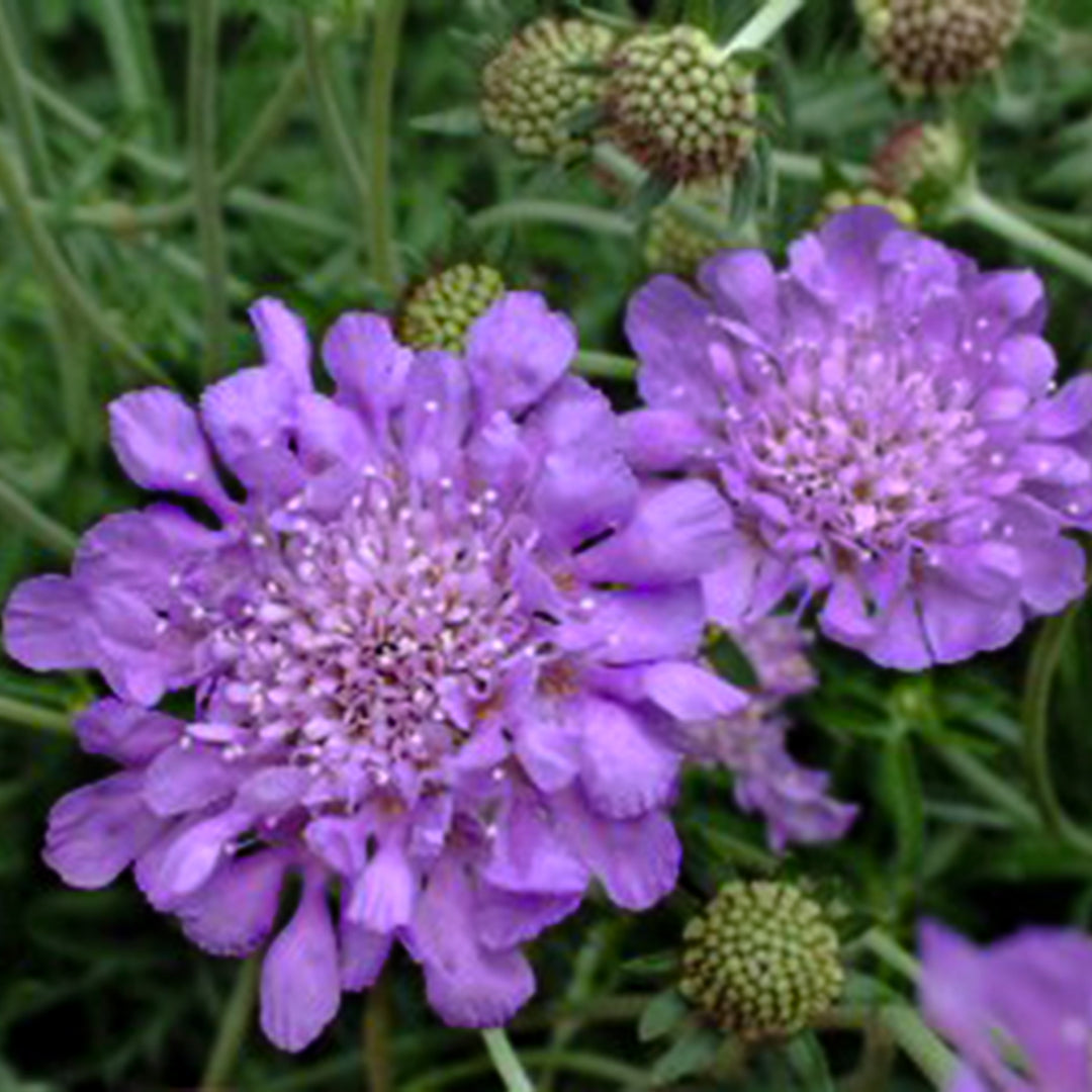 Al's Garden & Home 'Flutter Deep Blue' Pincushion Flower (Scabiosa), 1 Gallon perennial