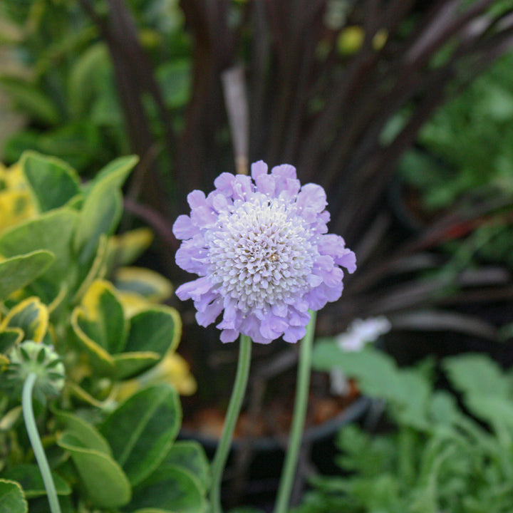 Al's Garden & Home 'Butterfly Blue' Pincushion Flower (Scabiosa), 1 Gallon perennial