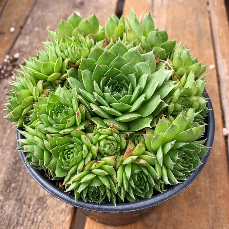 Al's Garden and Home Hens and Chicks