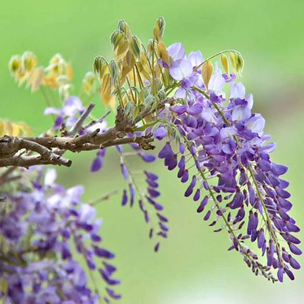Al's Garden & Home 'Iko Yama Fuji' Silky Wisteria (Wisteria brachybotrys), 3 Gallon