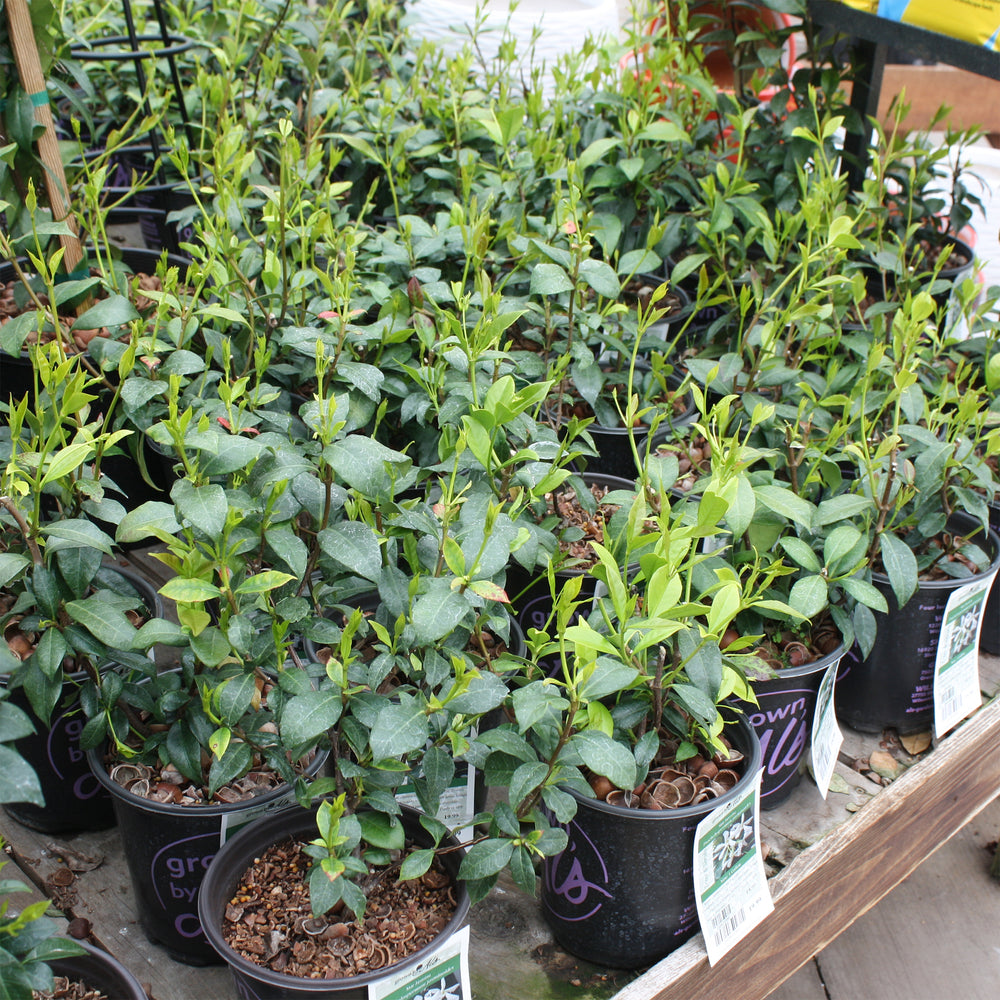 Al's Garden & Home generic Star Jasmine (Trachelospermum jasminoides), 1 Gallon vine