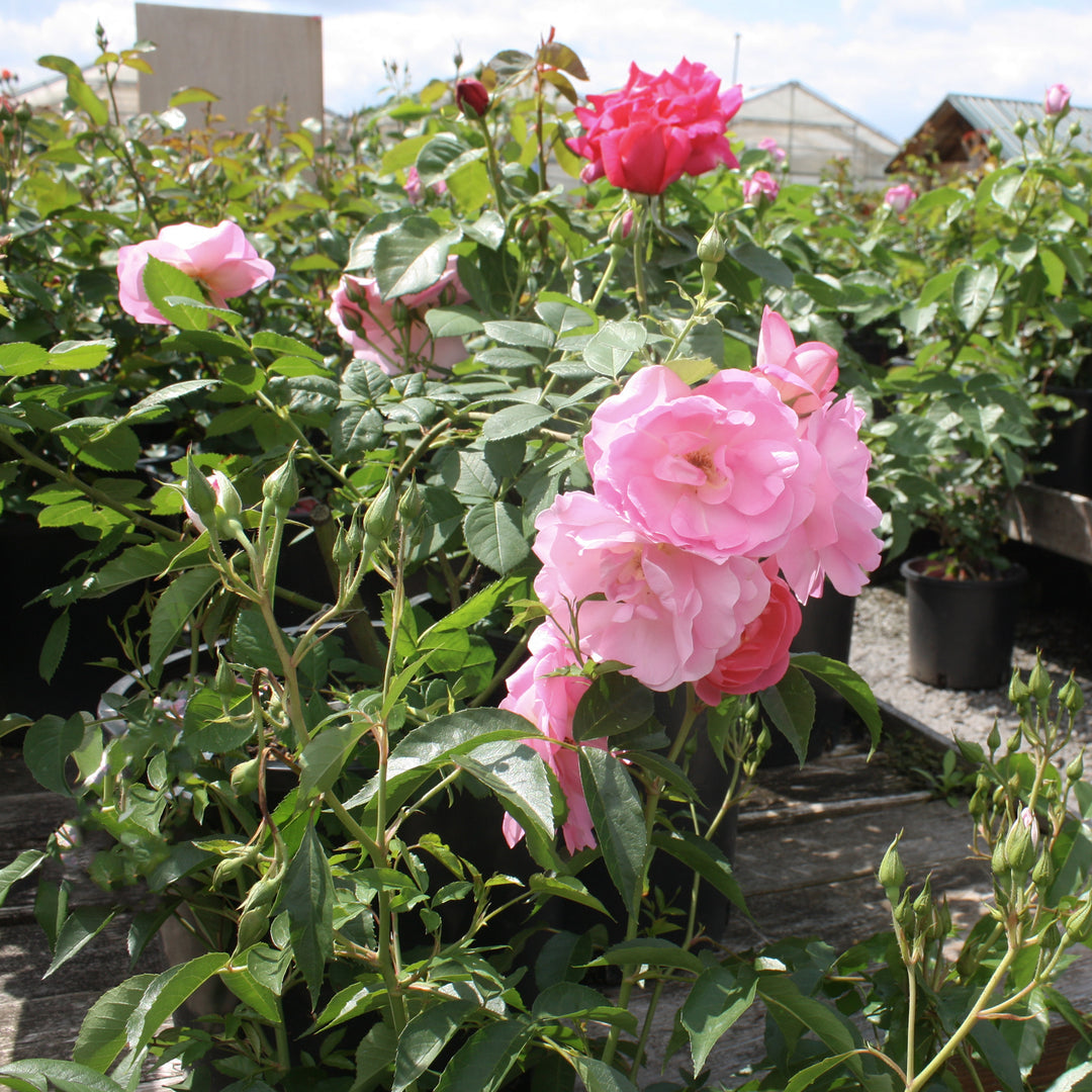 Star® Roses - 'Brilliant Pink Iceberg' Floribunda Rose