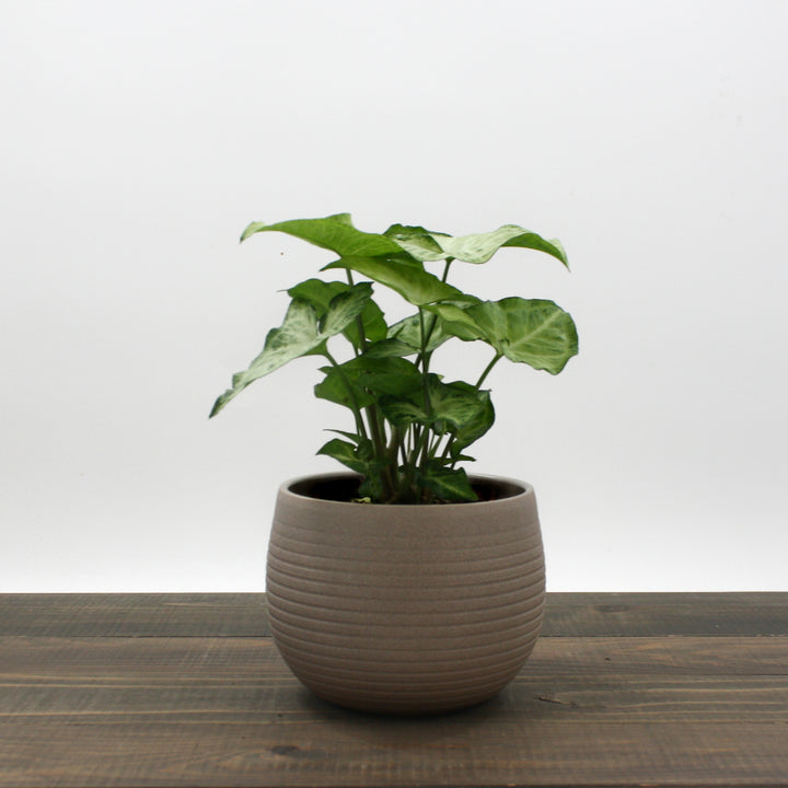 Al's Garden & Home 'White Butterfly' Arrowhead Plant (Syngonium podophyllum), 4 Inch houseplant