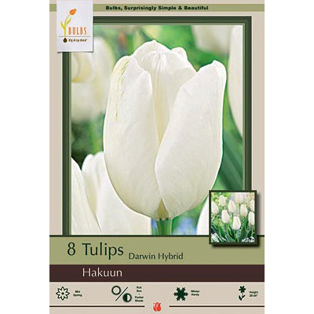Tulip 'Hakuun'- Netherland Bulb