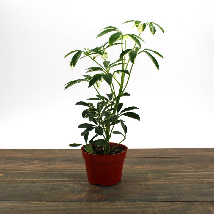 Al's Garden & Home 'Moondrop' Umbrella Plant (Schefflera arboricola), 4 Inch houseplant
