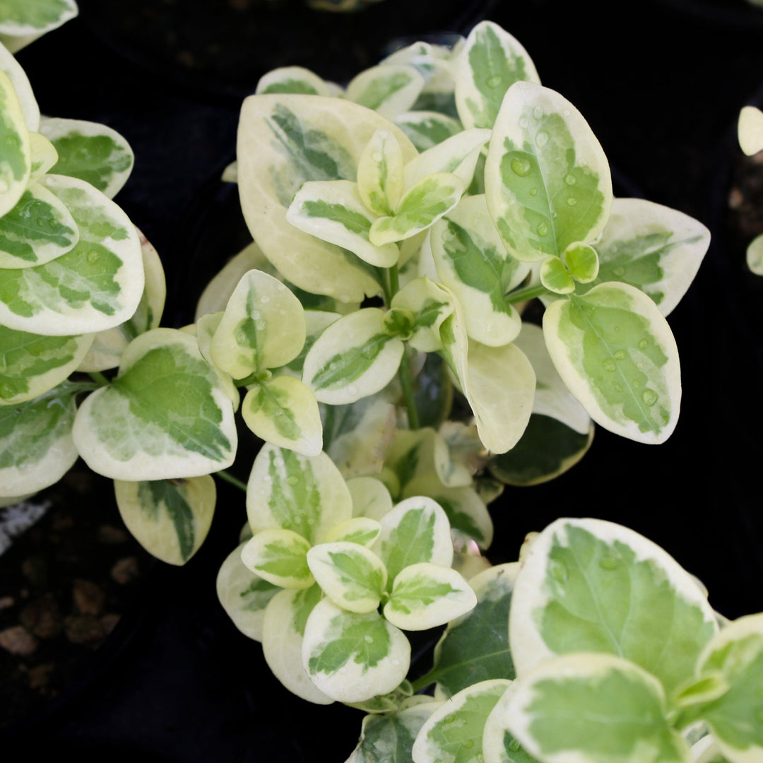 Vinca Major - 'Expoflora'