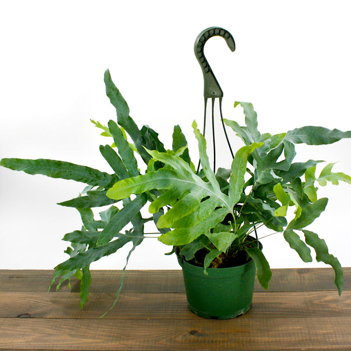Al's Garden & Home 'Blue Star' Virginia Blue Fern (Phlebodium aureum), 4 Inch houseplant