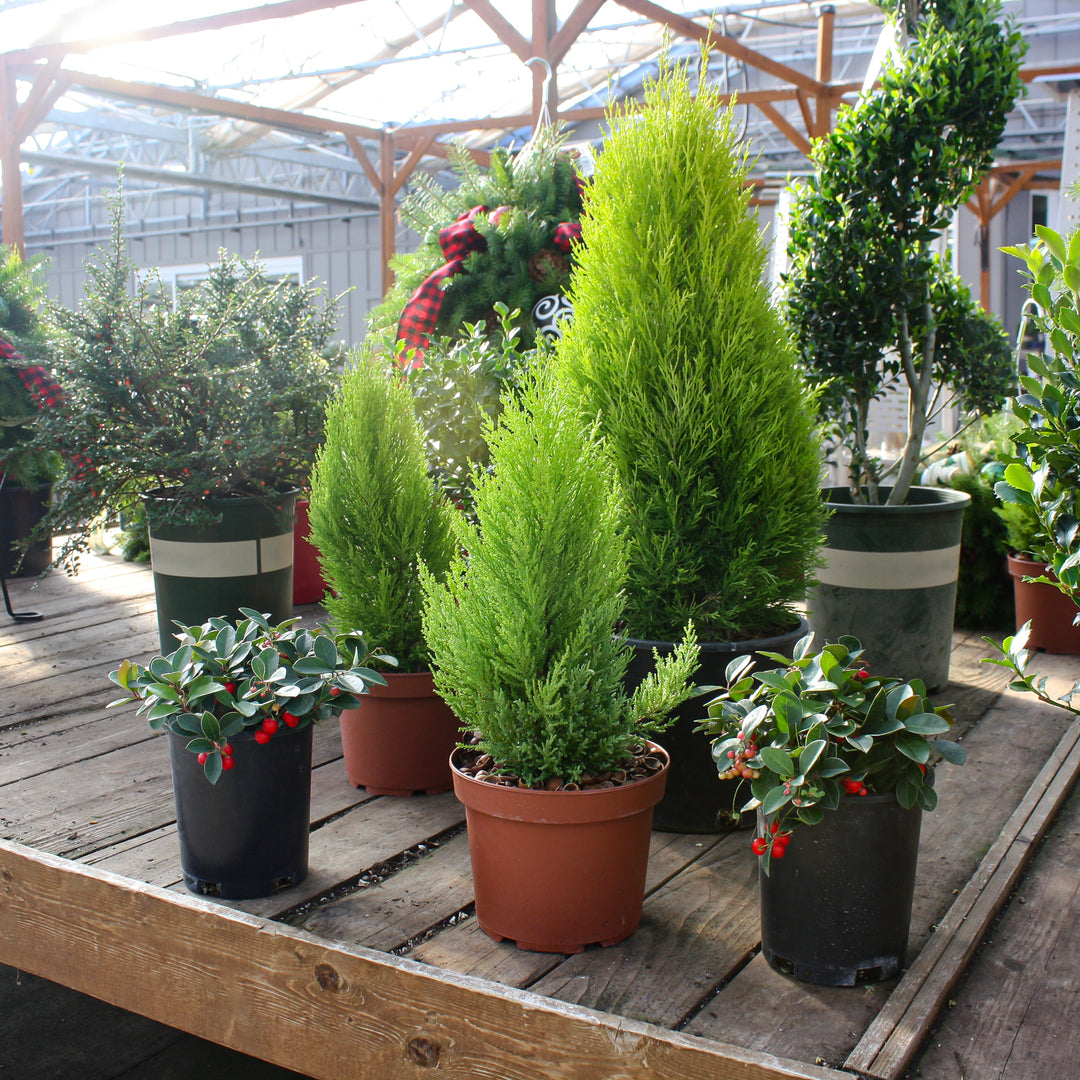 Al's Garden & Home 'Wilma Goldcrest' Monterey Cypress (Cupressus macrocarpa), 8 Inch annual