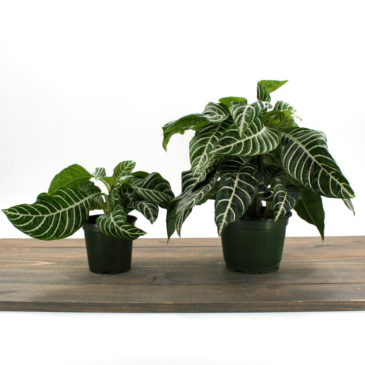 Sunlet Nursery generic Zebra Plant (Aphelandra squarrosa), 4 Inch houseplant