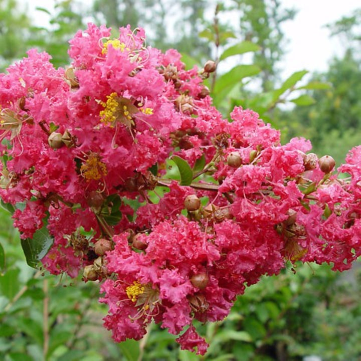 Crape Myrtle