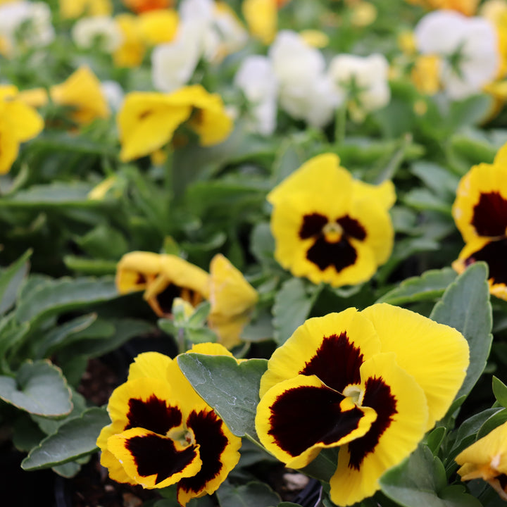 Pansy