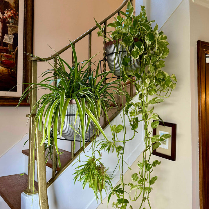 Railscape Floating Plant Hanger