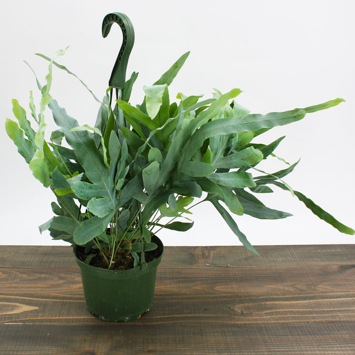 Al's Garden & Home 'Blue Star' Virginia Blue Fern (Phlebodium aureum), 4 Inch houseplant