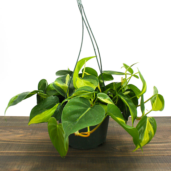 Al's Garden & Home 'Brasil' Heartleaf Philodendron (Philodendron hederaceum), 4 Inch houseplant