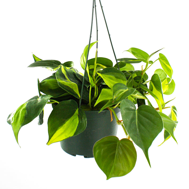 Al's Garden & Home 'Brasil' Heartleaf Philodendron (Philodendron hederaceum), 4 Inch houseplant