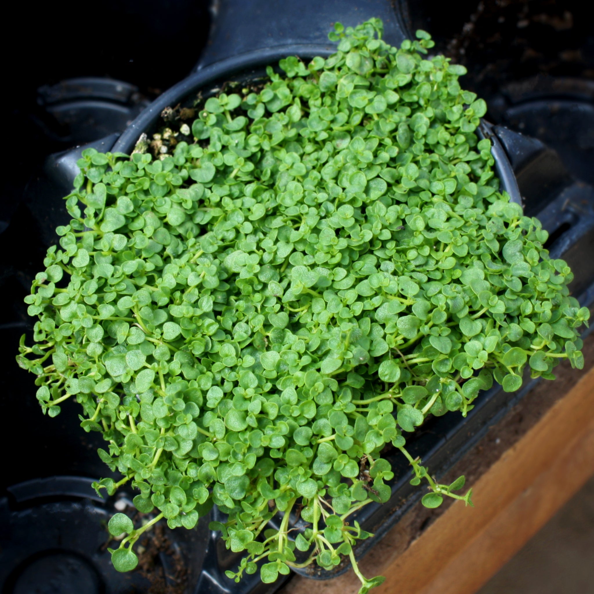 corsican mint plant Mentha requienii Corsican Mint 4in