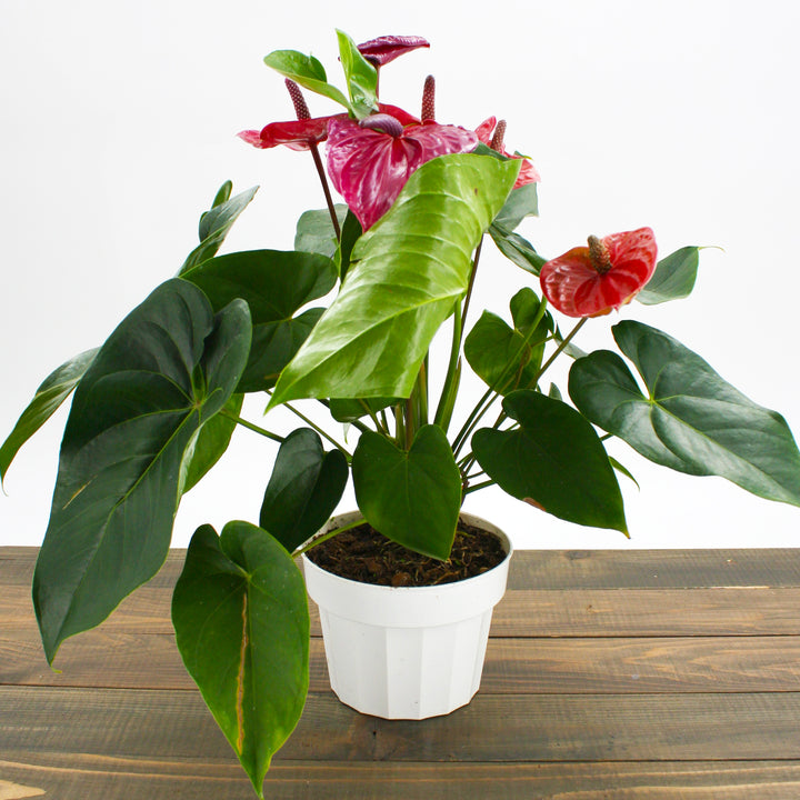 Al's Garden & Home 'Purple Flower' Flamingo Lily (Anthurium andraeanum), 4 Inch houseplant