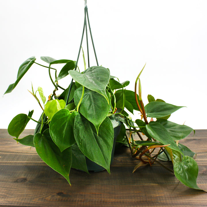 Al's Garden & Home generic Heartleaf Philodendron (Philodendron cordatum), 4 Inch houseplant