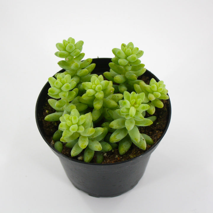 The Good Earth Nursery generic Donkey's Tail Sedum (Sedum morganianum), 4 Inch houseplant