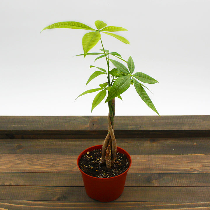 Al's Garden & Home generic Money Tree (Pachira aquatica), 6 Inch Braided houseplant