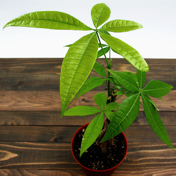 Al's Garden & Home generic Money Tree (Pachira aquatica), 6 Inch Braided houseplant
