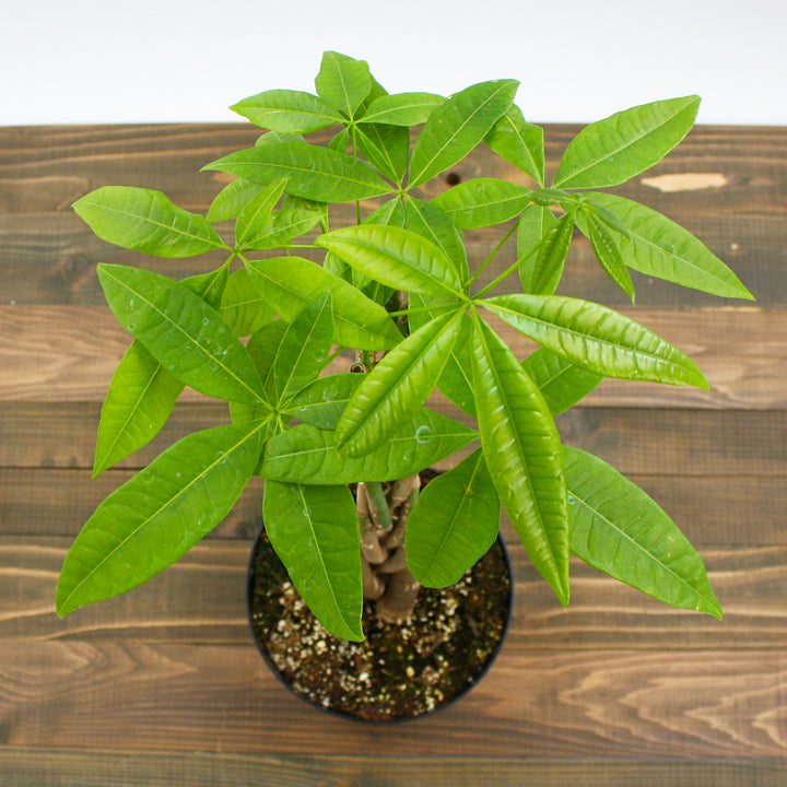 Al's Garden & Home generic Money Tree (Pachira aquatica), 10 Inch Braided houseplant