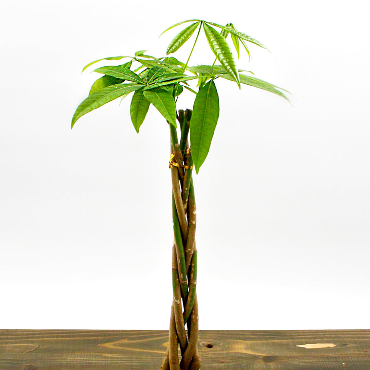 Al's Garden & Home generic Money Tree (Pachira aquatica), 8 Inch Braided houseplant