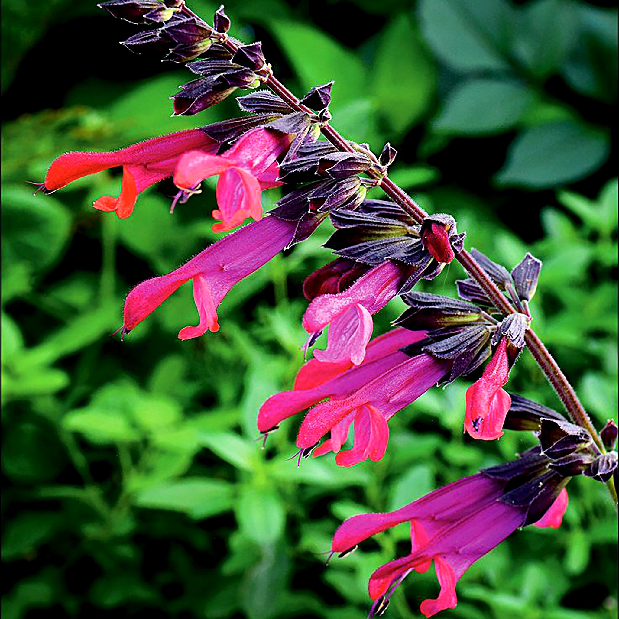 Salvia – Al's Garden & Home