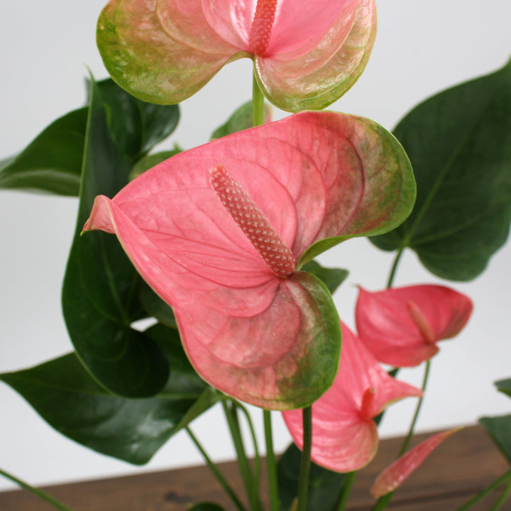 Al's Garden & Home 'Pink Flower' Flamingo Lily (Anthurium andraeanum), 4 Inch houseplant