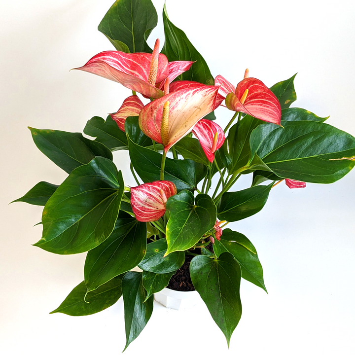 Al's Garden & Home 'Livium' Flamingo Lily (Anthurium andraeanum), 4 Inch houseplant
