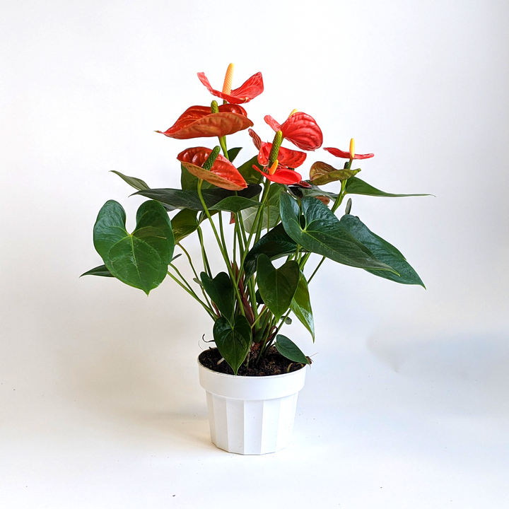 Al's Garden & Home 'Orange Flower' Flamingo Lily (Anthurium andraeanum), 6 Inch houseplant