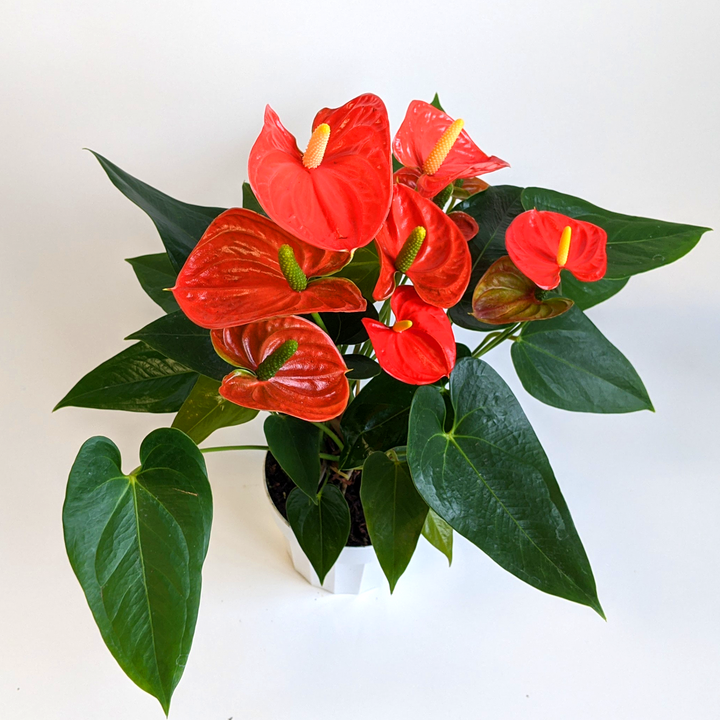 Al's Garden & Home 'Orange Flower' Flamingo Lily (Anthurium andraeanum), 6 Inch houseplant