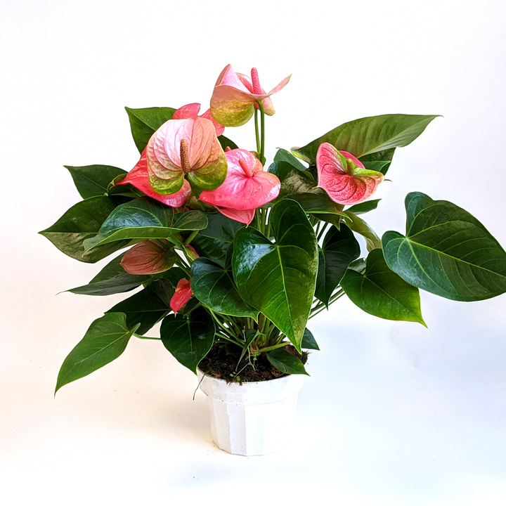 Al's Garden & Home 'Pink Flower' Flamingo Lily (Anthurium andraeanum), 4 Inch houseplant