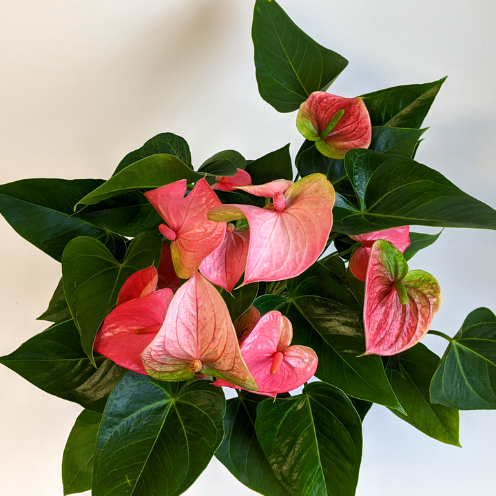 Al's Garden & Home 'Pink Flower' Flamingo Lily (Anthurium andraeanum), 4 Inch houseplant